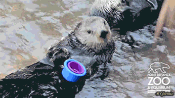 funny-gif-mean-otter.gif