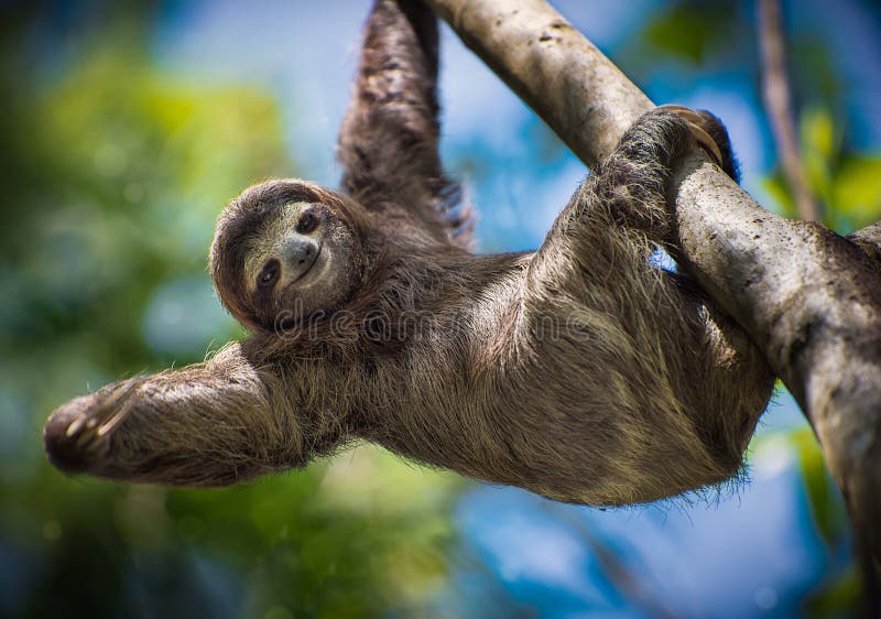 sloth-smiling-you-sloth-just-staring-smiling-me-116009178.jpg