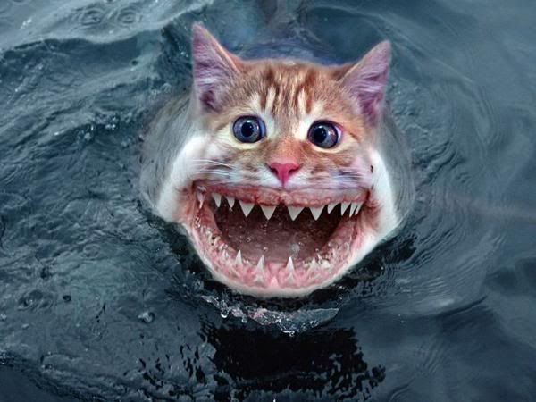 catfish_zps46c073bf.jpg