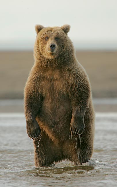 Brown%20Bear%20standing.jpg