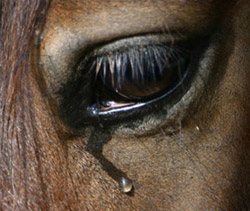 crying-horse.jpg