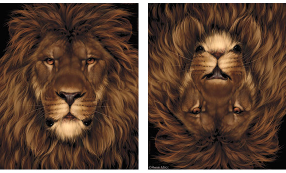 lionmouse-illusion2.jpg