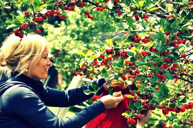 cherrypicking-1.jpg