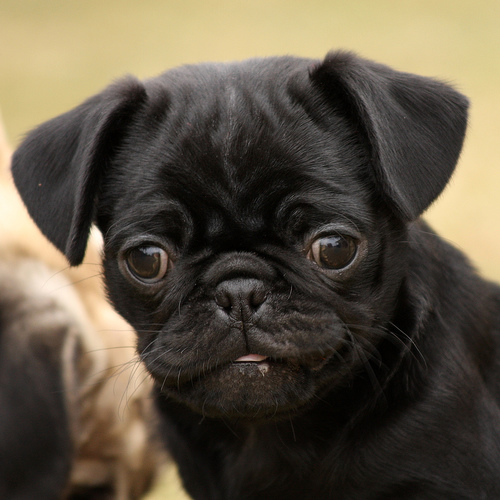 Black-Pug-Puppies.jpg