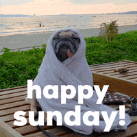 Happy Sunday Dog GIF by GIPHY Studios Originals