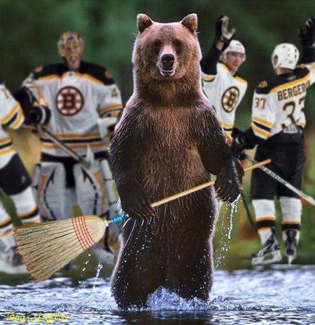 SweepBear.jpg