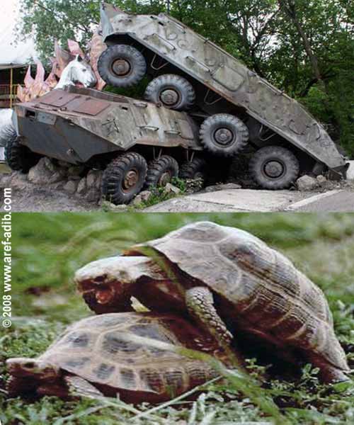 tanks_turtles.jpg