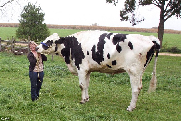 Tallest_cow.JPG
