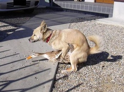 dog-on-duck-11.jpg