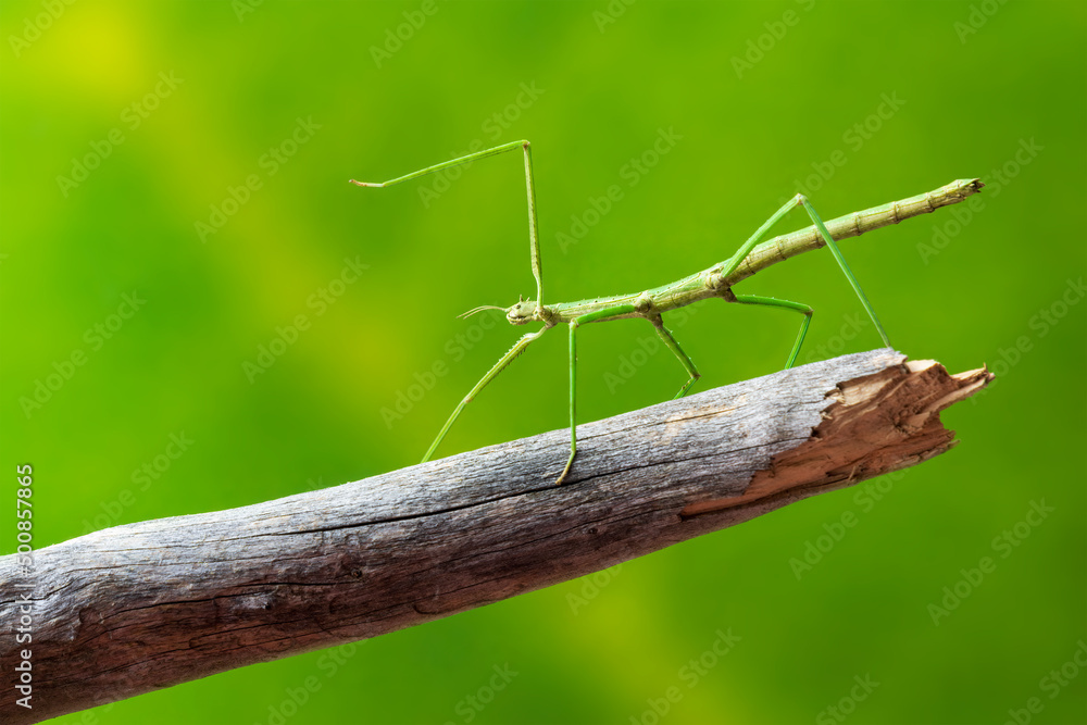 Green walking stick, stick bug, phobaeticus serratipes standing on tree branch. Animal, nature