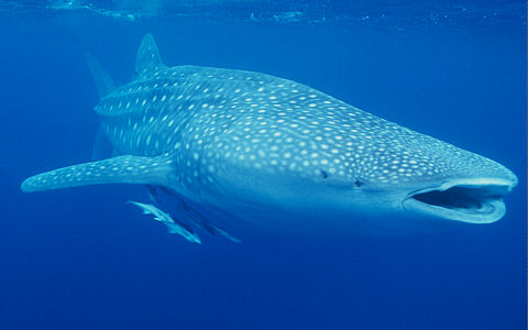 whale-shark-22.jpg