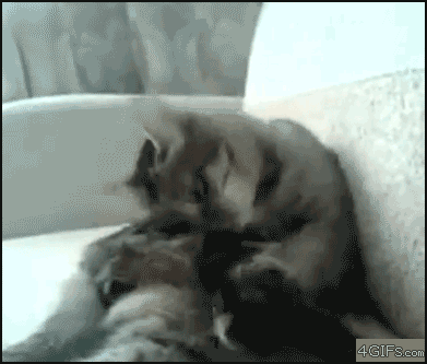 funny-cat-gif-picture-damn-you-feet.gif
