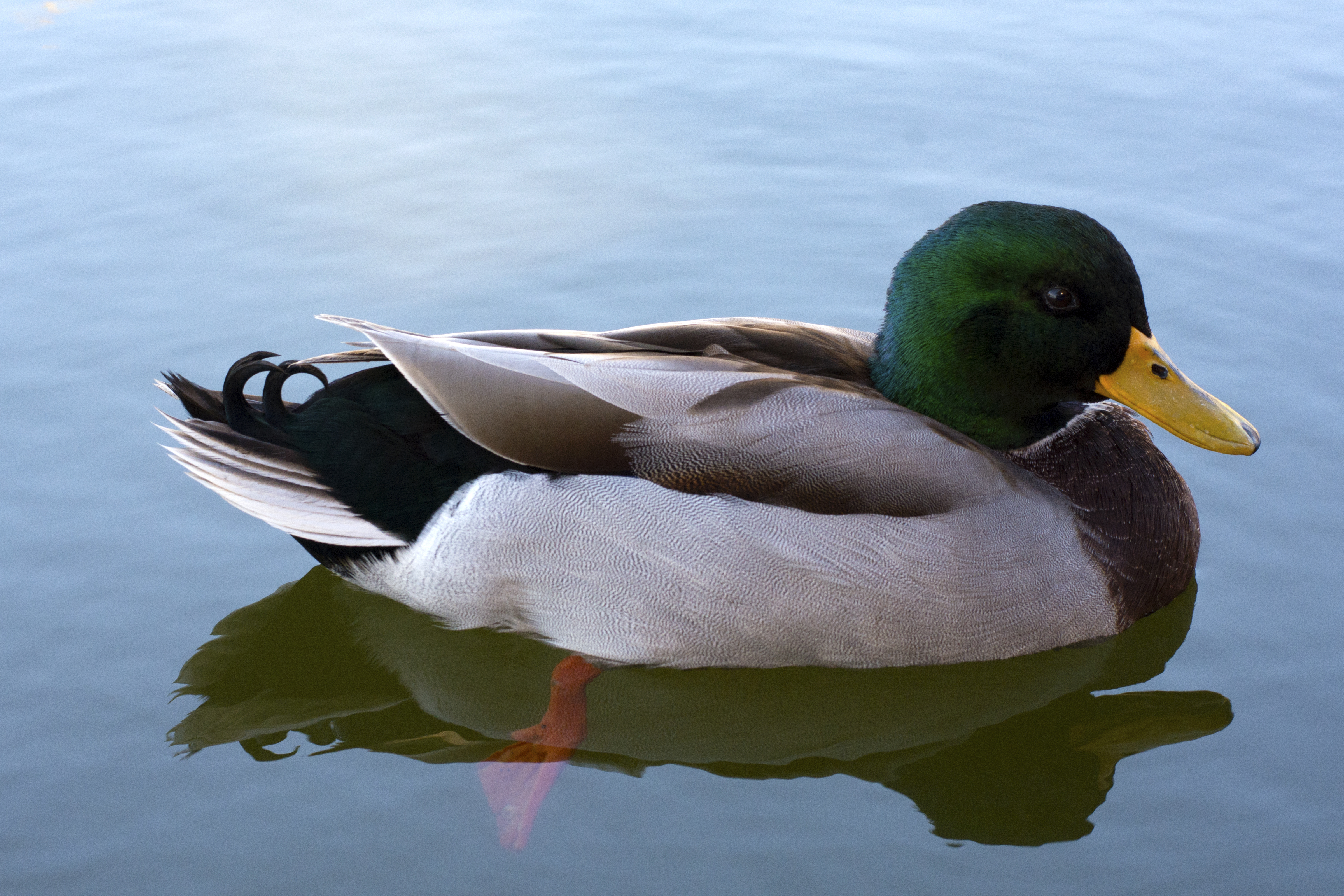 Male_Mallard_Duck_photo_D_Ramey_Logan.jpg