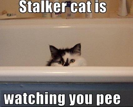 stalker+cat.jpg