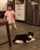 cat tripping GIF