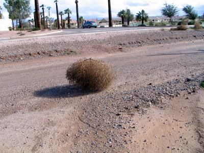 Tumbleweed.jpg