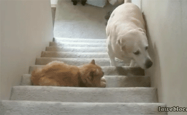 funny-gif-dog-afraid-stairs-cat1.gif
