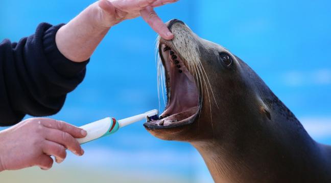 see-cute-pictures-of-sea-lion-getting-teeth-cleaned-for-national-smile-month-136398203680203901-150519154023.jpg