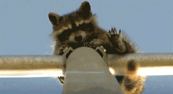 racoon-stuck-pole-news-whelp-1339255837L.gif