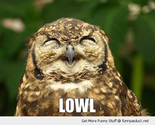 funny-laughing-owl-lowl-happy-bird-pics.jpg