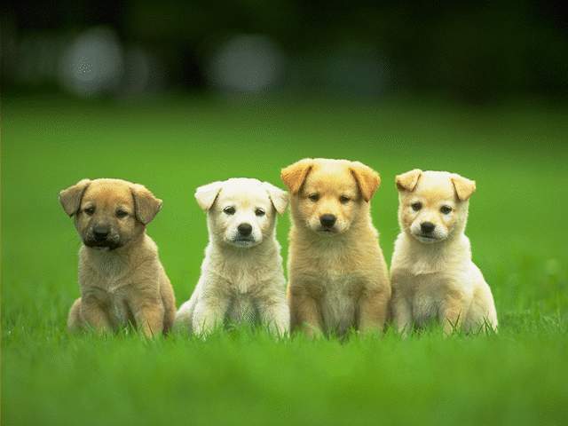 4-cute-puppies.jpg