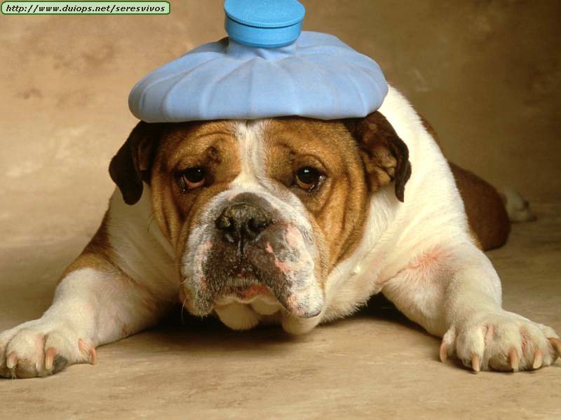 headache-bulldog.jpg