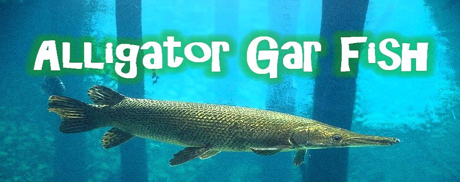 alligator_gar_wallpaper3-1.jpg