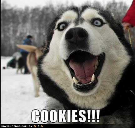 funny-dog-pictures-cookies.jpg