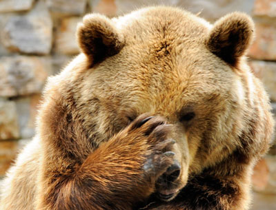 facepalm-bear.jpg