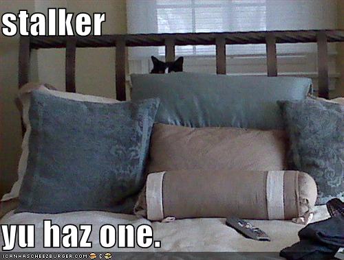 funny-pictures-you-have-a-feline-stalker.jpg