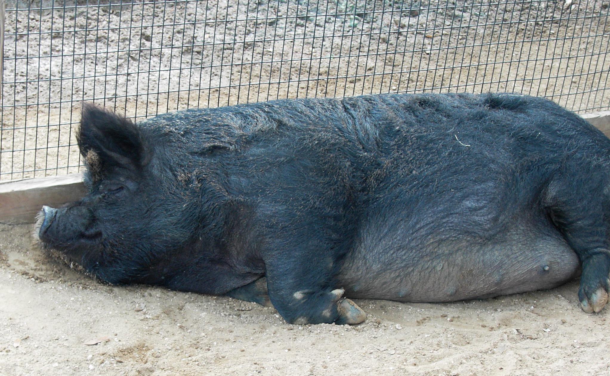 Sleeping_Guinea_Hog_2.jpg