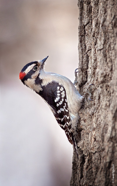 downy_woodpecker_1.jpg