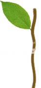 twig-1.png