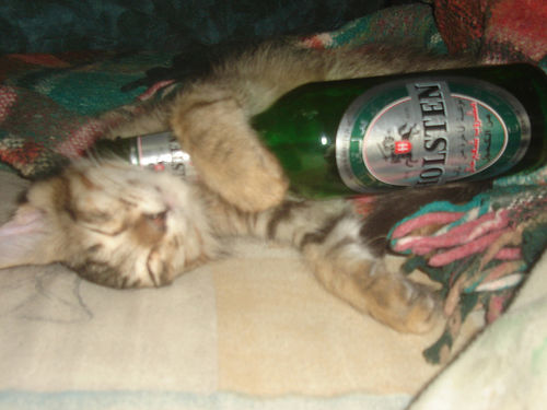 drunk-cat.jpg