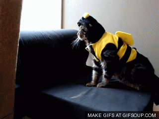 cat-bee-suit.gif
