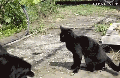 Cat-gets-a-dog-into-a-sleeper-hold..gif