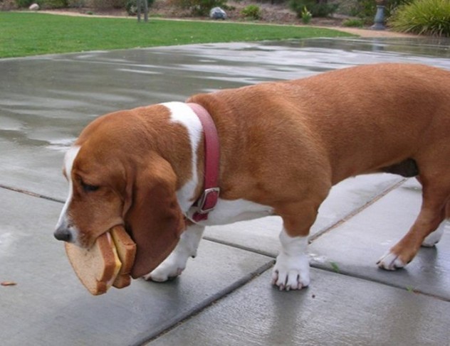 sad-dog-sandwich.jpg