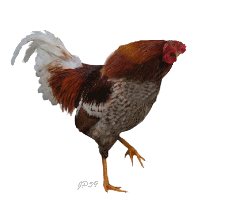 animated-chicken-rooster-gif-5.gif