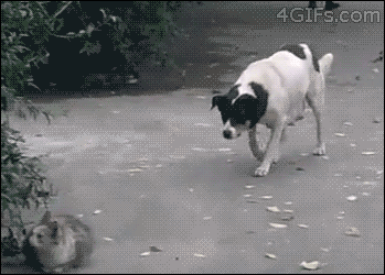 Sneaky-Dog-Behind-Crazy-Cat.gif