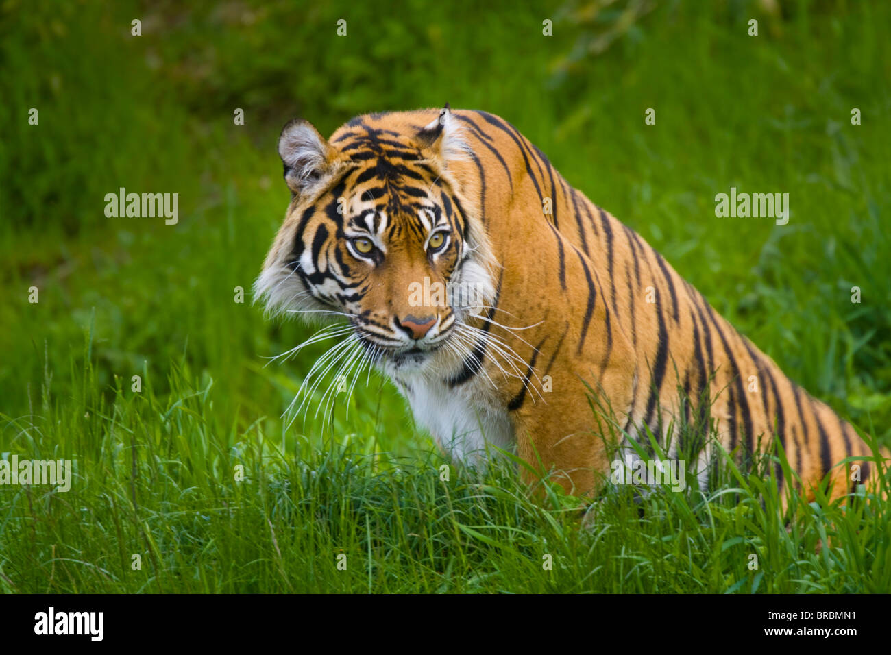 lurking-tiger-BRBMN1.jpg