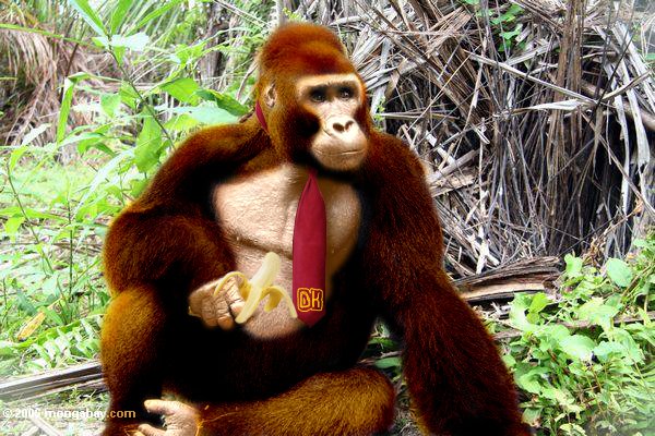 donkey_kong_in_real_life_by_phyreburnz-d50waok.jpg