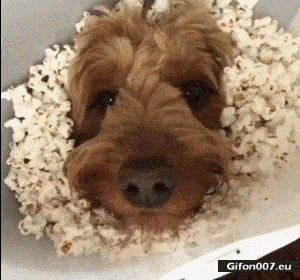 Funny-Dog-Eating-Popcorn-Video-Gif.gif