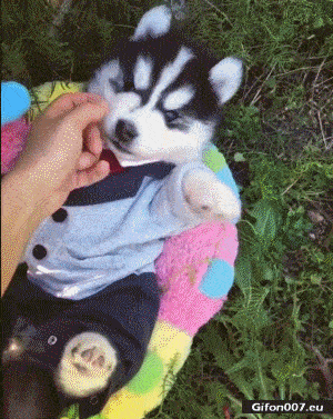Funny-Video-Cute-Puppy-Husky-Gif.gif