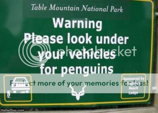 signs-penguin-warning.jpg