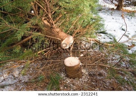 stock-photo-cutting-down-your-own-christmas-tree-at-a-christmas-tree-farm-with-snow-on-the-ground-2312241.jpg