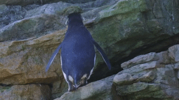 penguin-falls-off-rock-backwards-ouch-13991979428.gif