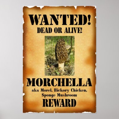 morel_wanted_dead_or_alive_poster-p228324468758419174t5ta_400.jpg