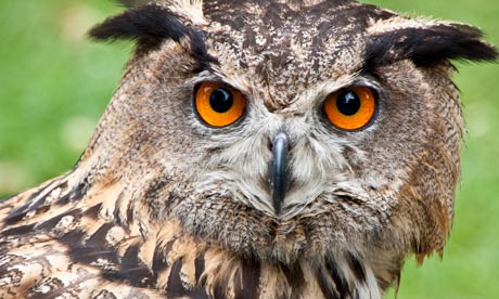 The-Eurasian-Eagle-Owl-001.jpg