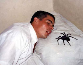 spider-sleep.jpg