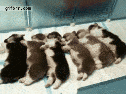 1307553170_puppies_chain_reaction_wakeup.gif
